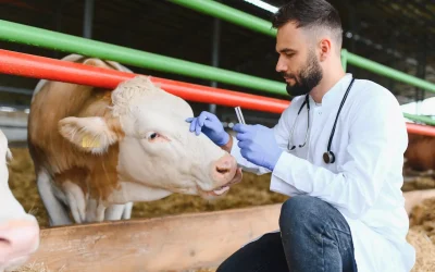 Scienze zootecniche e tecnologie animali, guida al corso di laurea affine a Veterinaria