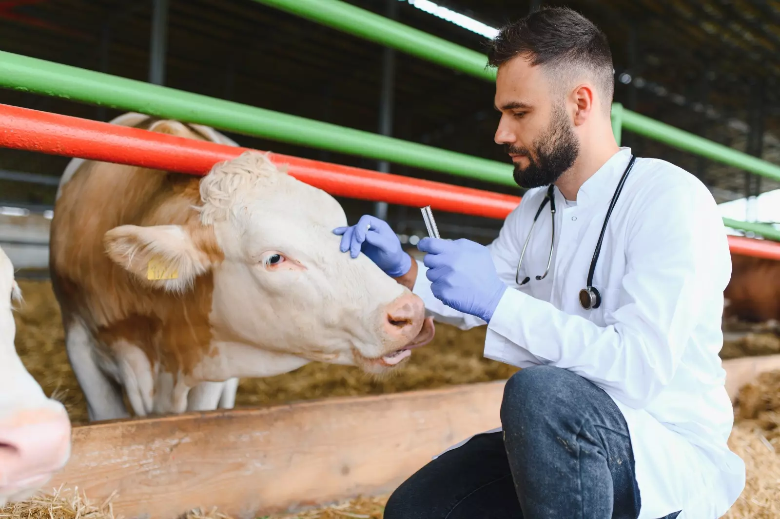 Corso di Scienze zootecniche e tecnologie animali affine a Veterinaria