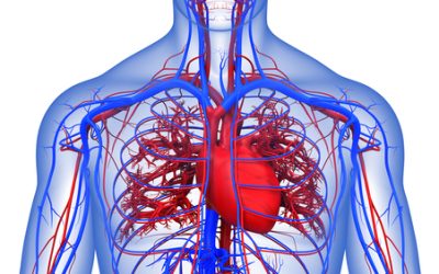 La rivoluzione cardiocircolatoria: l’opera di William Harvey
